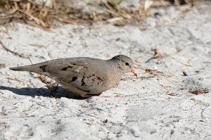 Dove, Common Ground, 2015-01273033 Bowditch Point Regional Preserve, FL